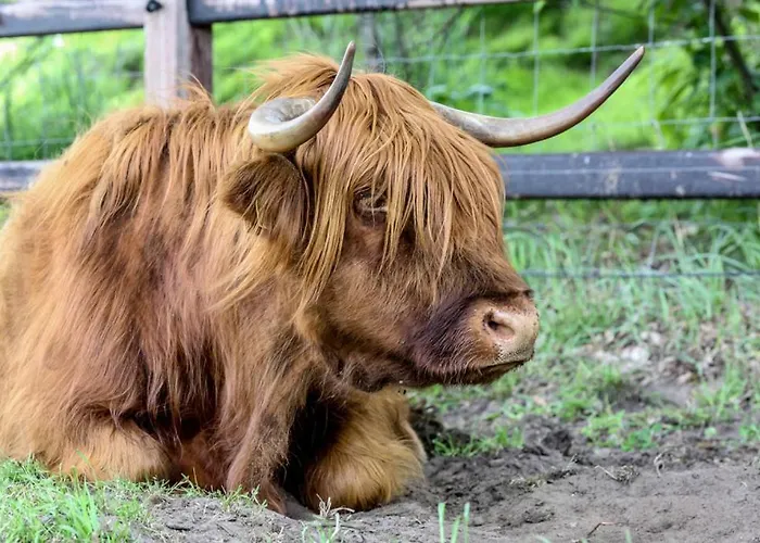 Semesterbostad De Wijnlodge