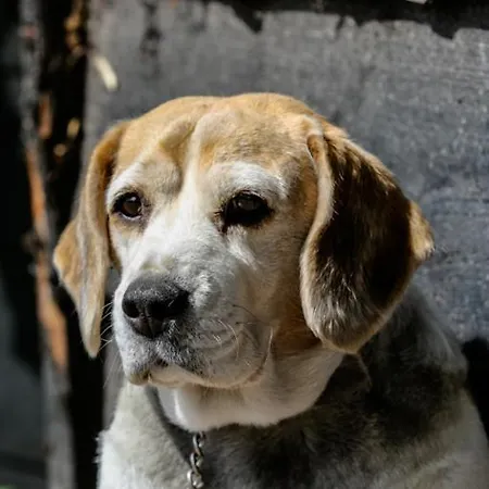 De Wijnlodge 度假居 Kootwijkerbroek