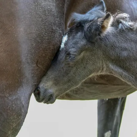 De Wijnlodge * Kootwijkerbroek