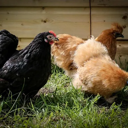 度假居 De Wijnlodge