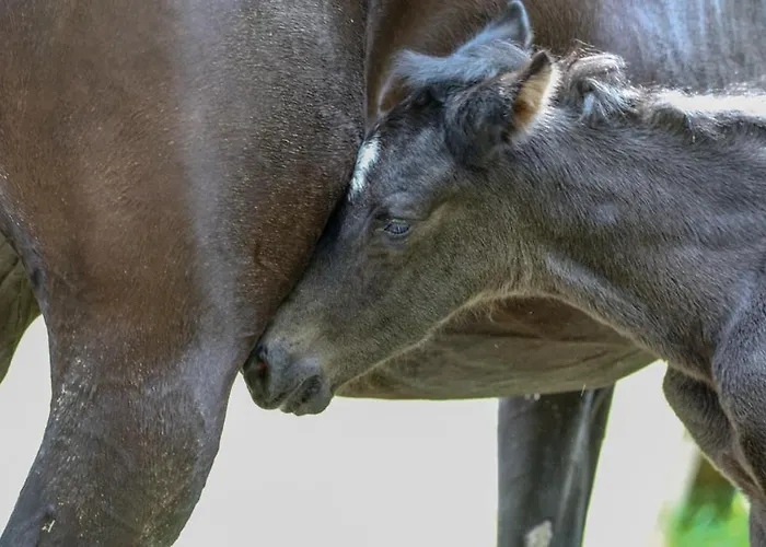 De Wijnlodge * Kootwijkerbroek