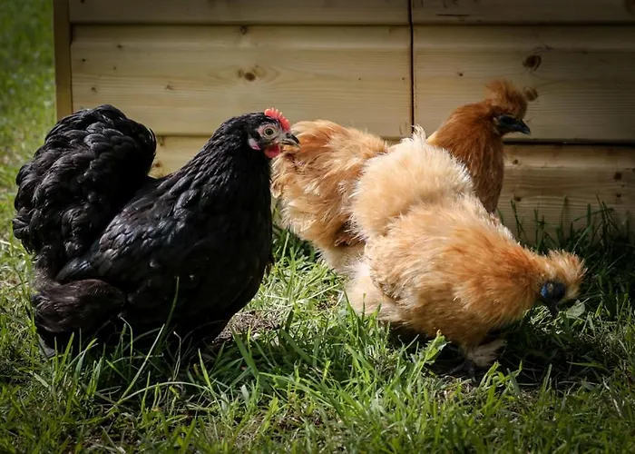 Vakantiehuis De Wijnlodge